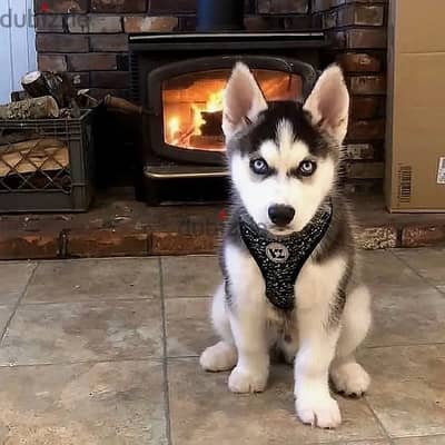 Siberian husky// Whatsapp +97455937699