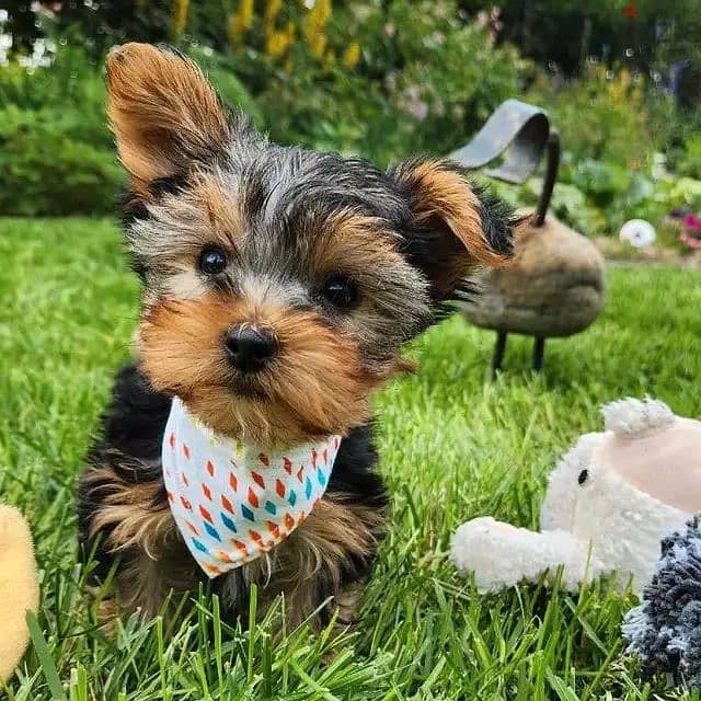 Yorkshire Terrier// WhatsApp +971502618837 0