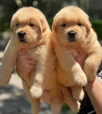 Golden Retriever// Whatsapp +97455937699