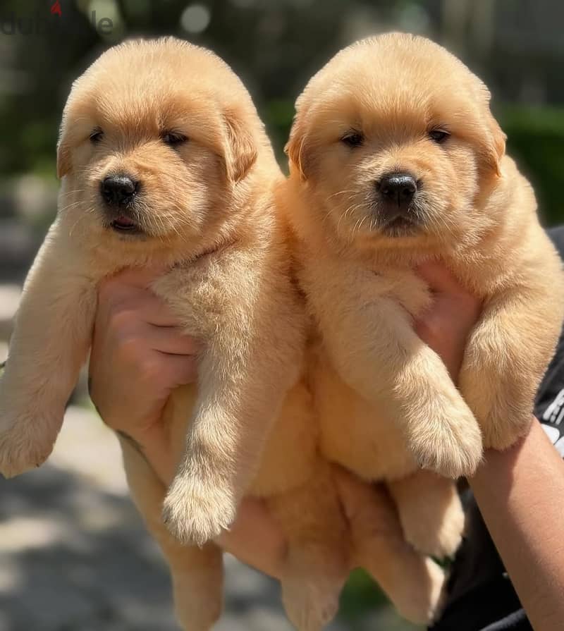 Golden Retriever// Whatsapp +97455937699 0