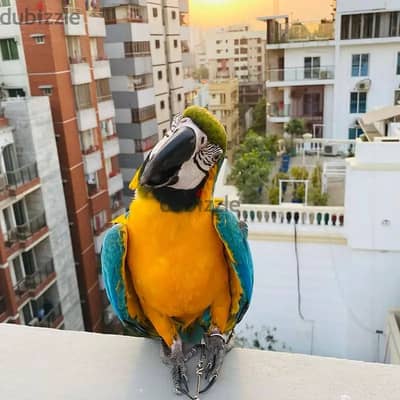 Macaw parrot// Whatsapp +97455792932