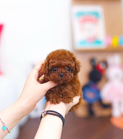 Mini poodle puppy for sale