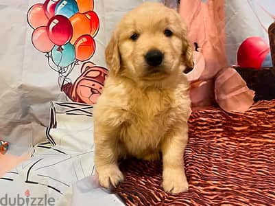 Golden retriever puppy for sale