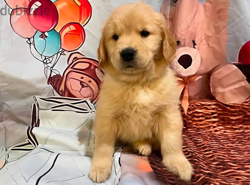 Golden retriever puppy for sale 1