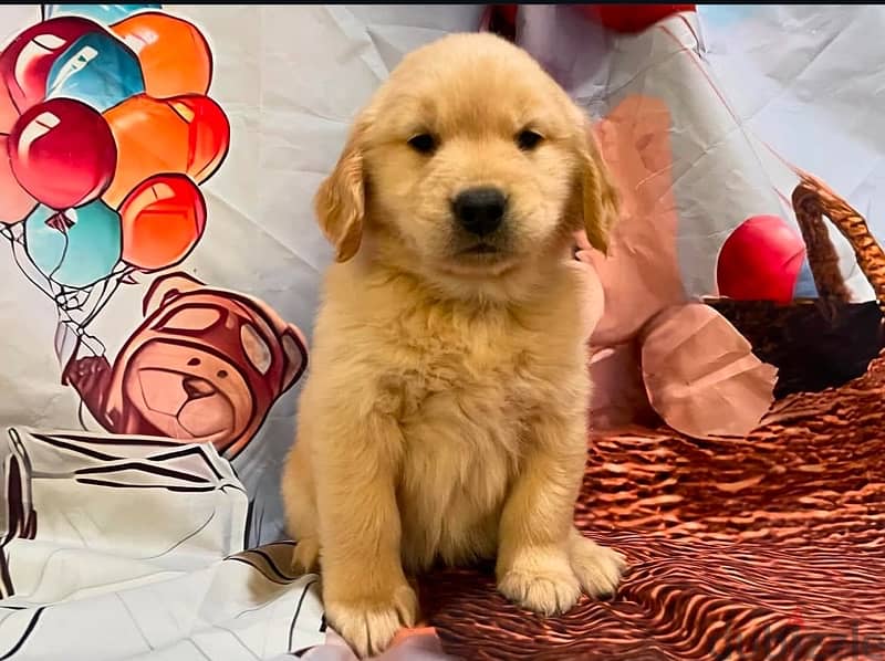 Golden retriever puppy for sale 2