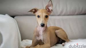 Whatsapp me +96878738119 Italian Greyhound for sale 0