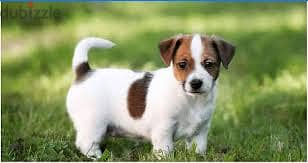 Whatsapp me +96878738119 Jack Russell Terrier for sale 0