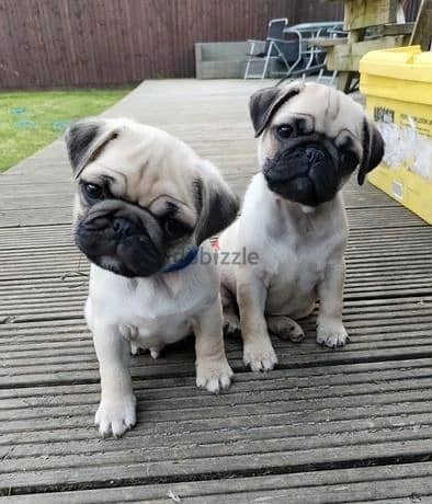 Whatsapp Me +966583921348 Pug Puppies 0