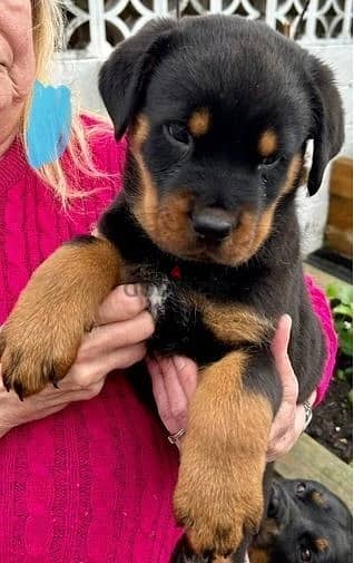 Whatsapp Me +966588993320 Rottweiler Puppies 1