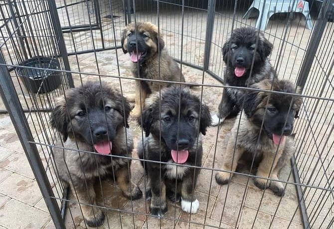 Whatsapp Me +966588993320 Caucasian Shepherd Puppies 1