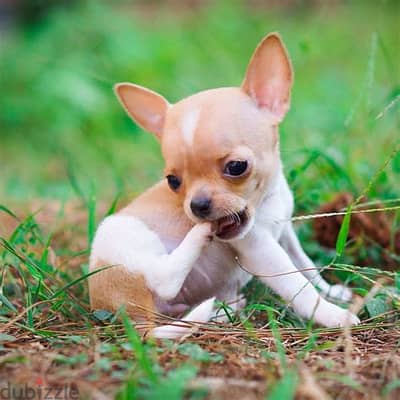 Chihuahua Puppies Whatsapp me +972553390216