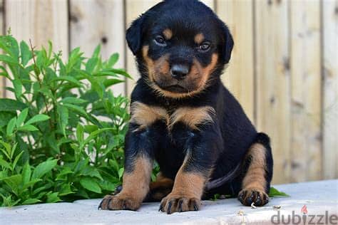 Rottweiler Puppies. Whatsapp me +972553390216. 1