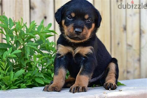 Rottweiler Puppies. Whatsapp me +972553390216. 1