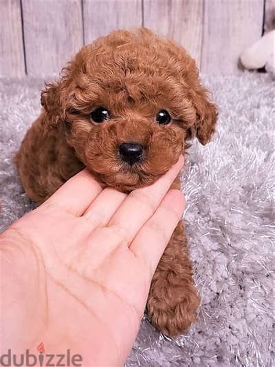 Toy Poodle Puppies. Whatsapp me +972553390216.