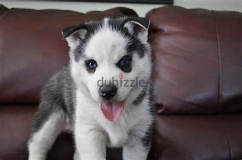 Siberian Husky Puppies. Whatsapp me +972553390216. 1