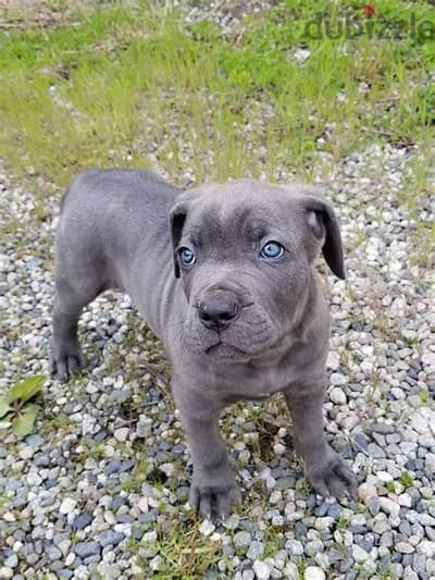 Cane Corso Puppies. Whatsapp me +972553390216.