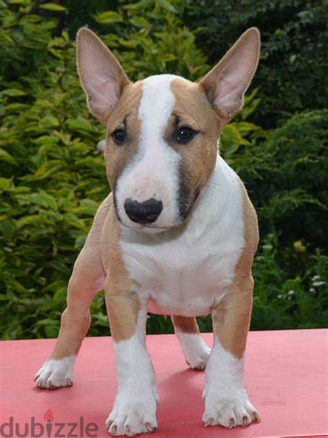 Bull Terrier Puppies. Whatsapp me +972553390216. 1