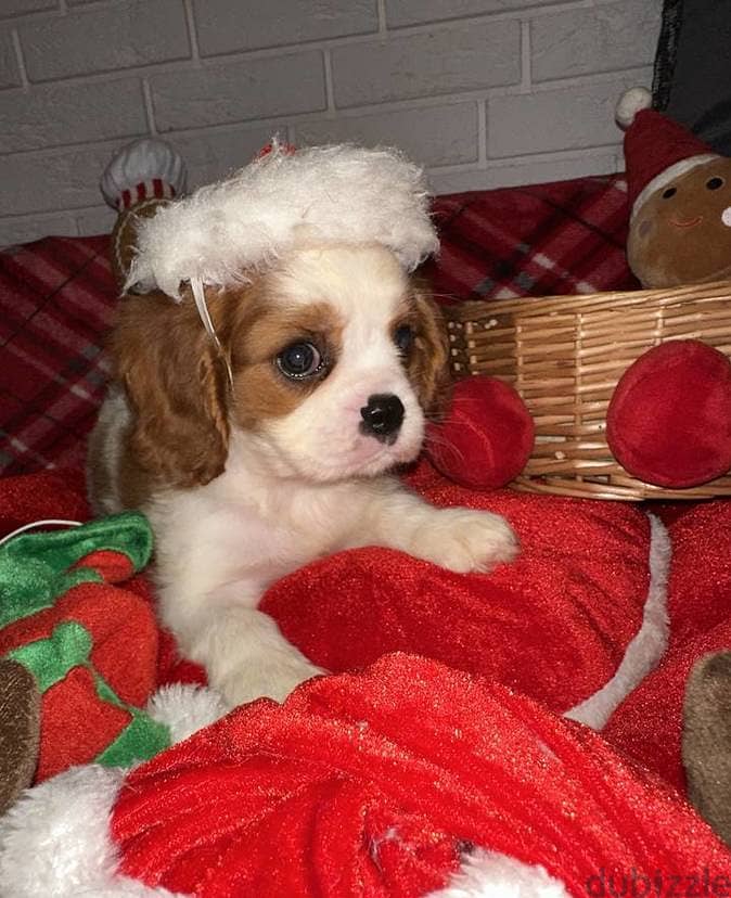 Cavalier King Charles Spaniel puppies 0