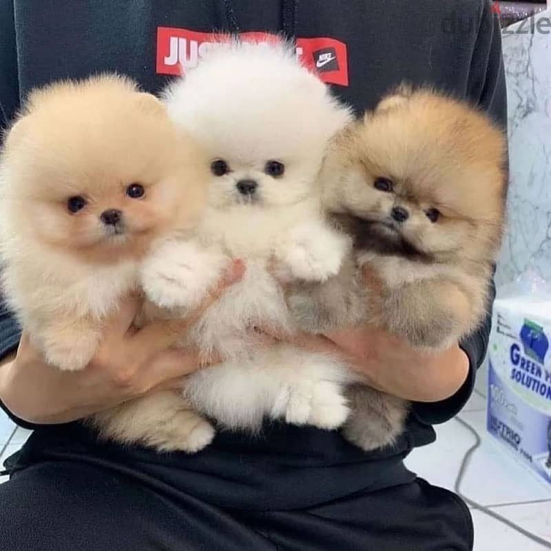 Pome_ranian Puppies 0