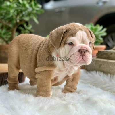 English Bulldog Puppies