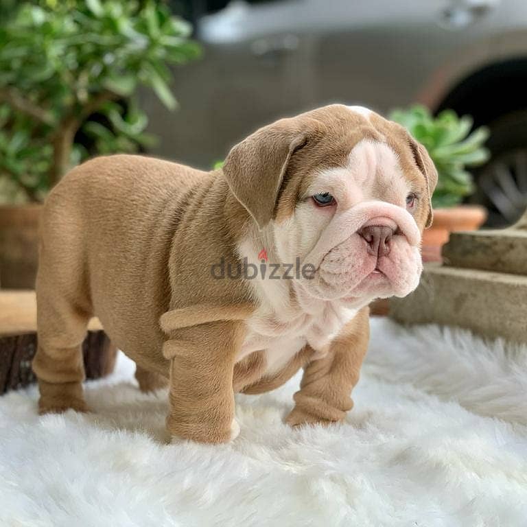 English Bulldog Puppies 0