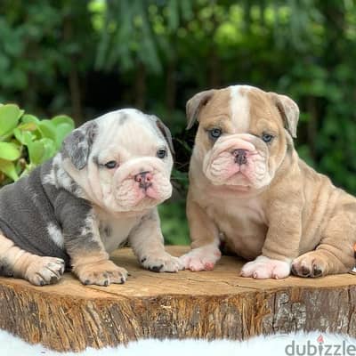 English Bulldog Puppies