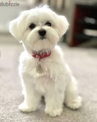 Maltese