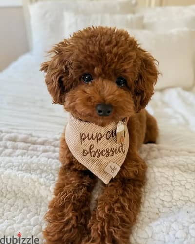 Poodle puppies// Whatsapp +97455937699