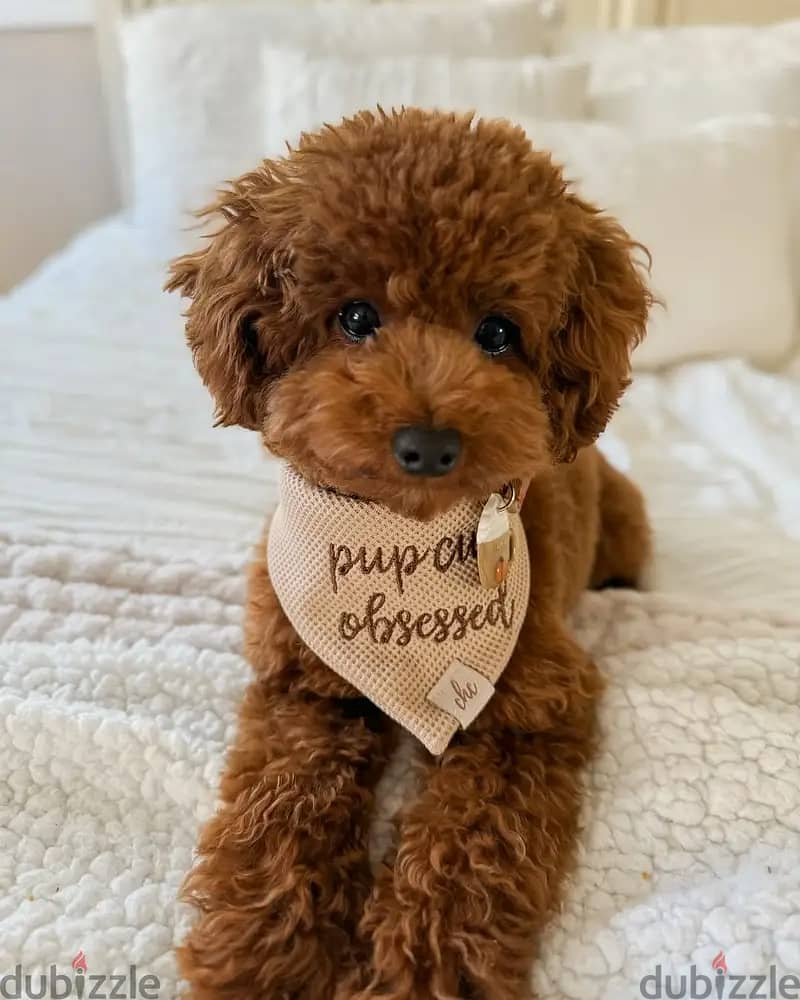 Poodle puppies// Whatsapp +97455937699 0