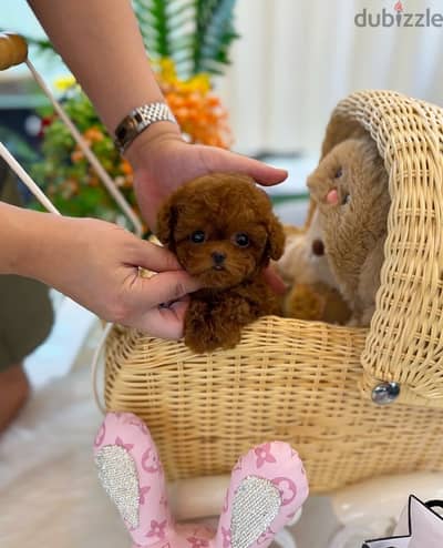 Mini poodle puppy for sale