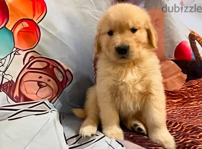 Golden retriever puppy . WhatsApp me + 1 (908) 768‑4279