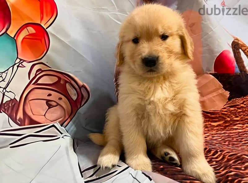 Golden retriever puppy . WhatsApp me + 1 (908) 768‑4279 0