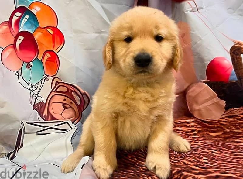 Golden retriever puppy . WhatsApp me + 1 (908) 768‑4279 1