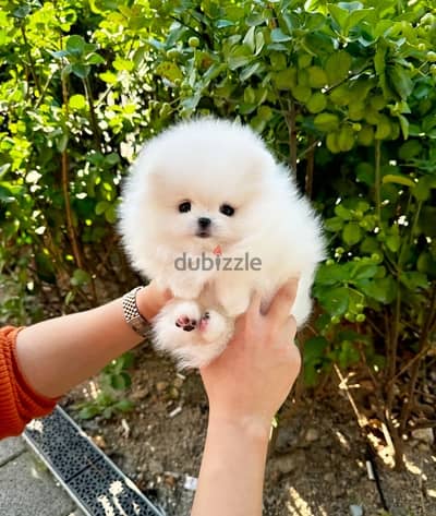 White Pomeranian puppy for sale