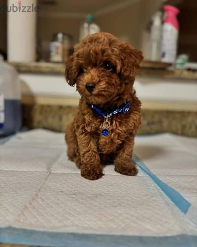 Purebred poodle puppy for sale