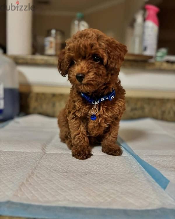 Purebred poodle puppy for sale 0