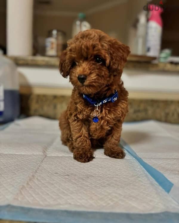 Purebred poodle puppy for sale 1