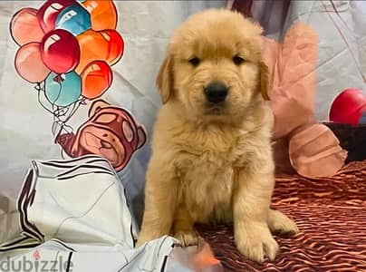 Golden retriever puppy