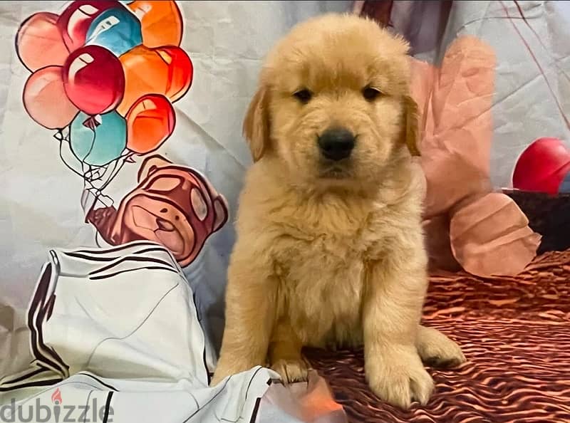 Golden retriever puppy 0