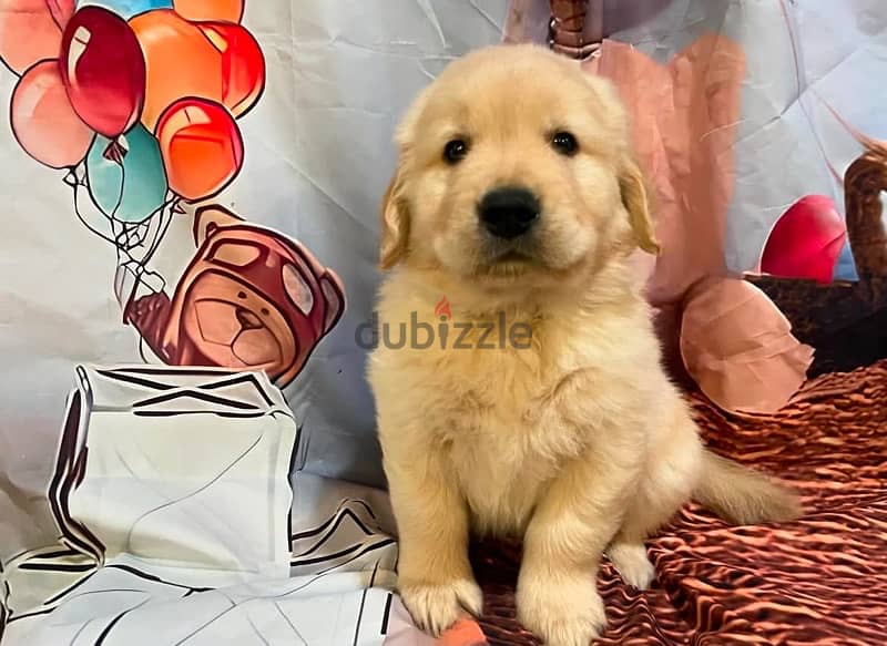 Golden retriever puppy 1