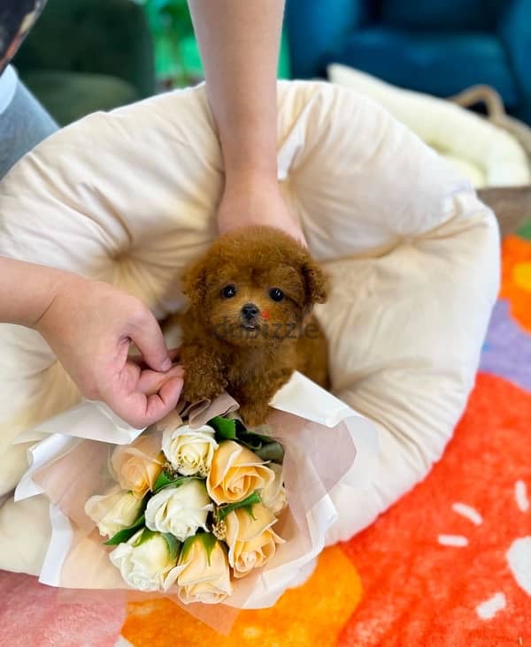 Tcup Purebred Poodle for sale 0