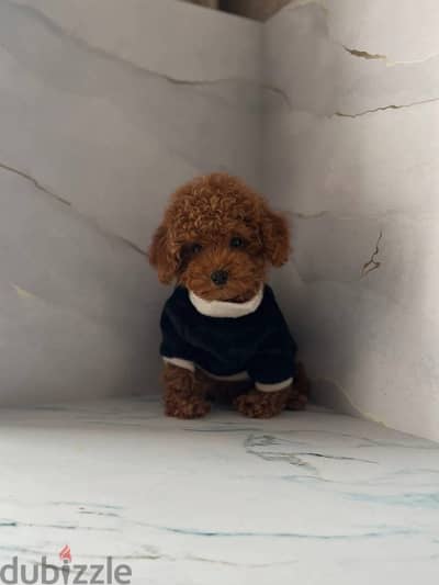 Playful Mini Poodle puppy for sale