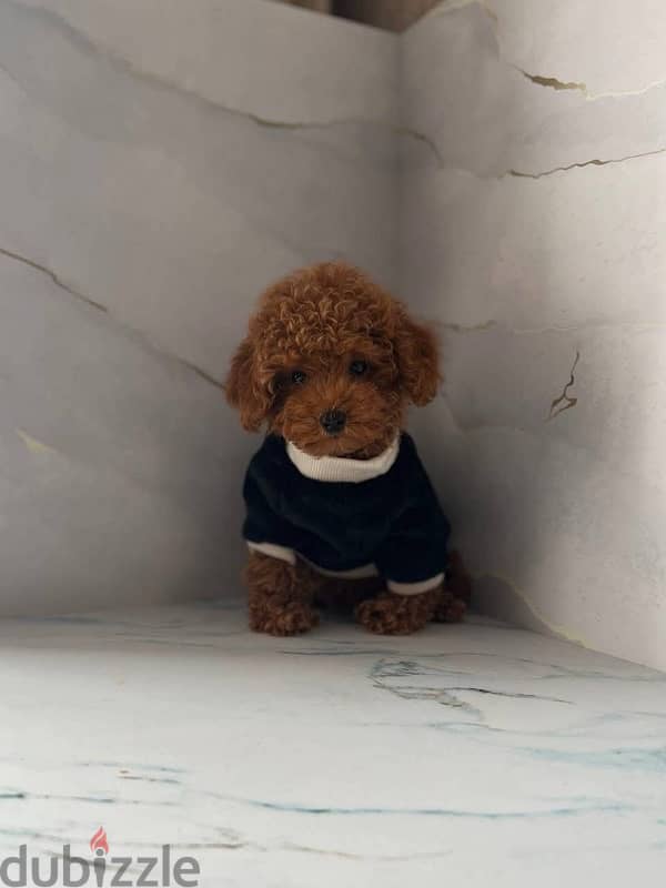 Playful Mini Poodle puppy for sale 0