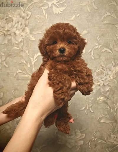 Friendly Poodle puppy for sale