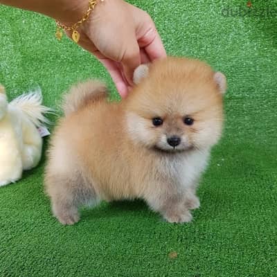 Male Pomeranian puppy for sale