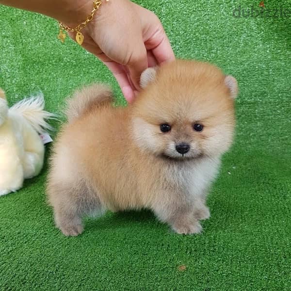 Male Pomeranian puppy for sale 0