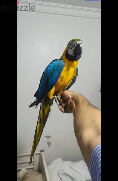 Male Macaw for sale