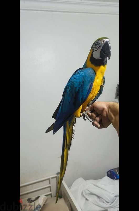 Male Macaw for sale 1