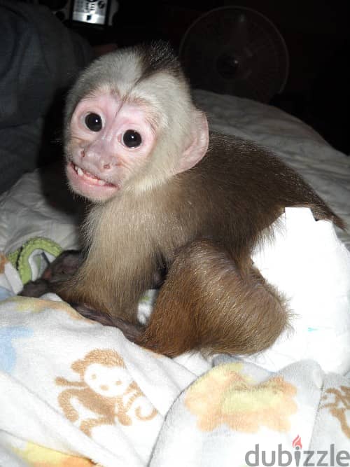 Whatsapp Me +972555074990 Capuchin Monkeys 0