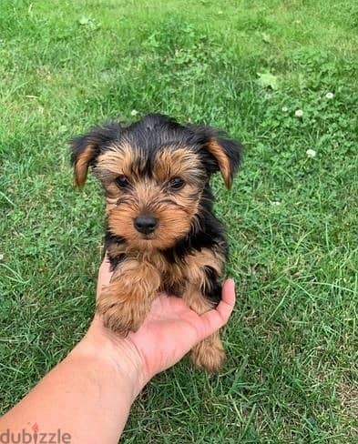 Whatsapp Me +972555074990 Yorkshire Terrier 1